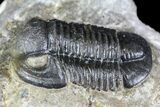 Detailed Gerastos Trilobite Fossil - Morocco #134088-1